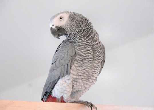 african grey macaw parrots