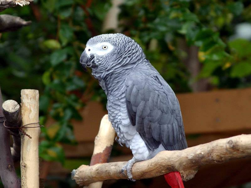 african grey macaw parrots