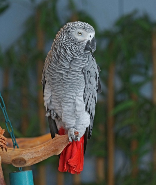 African Grey Parrot Breeders