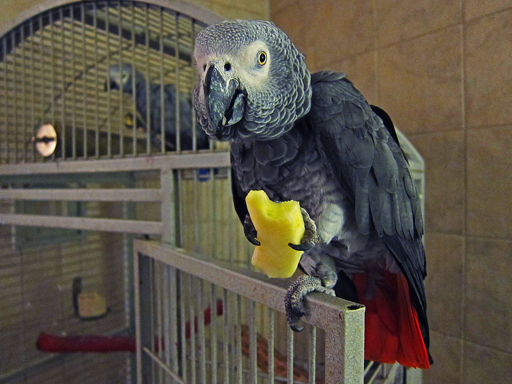 African Grey