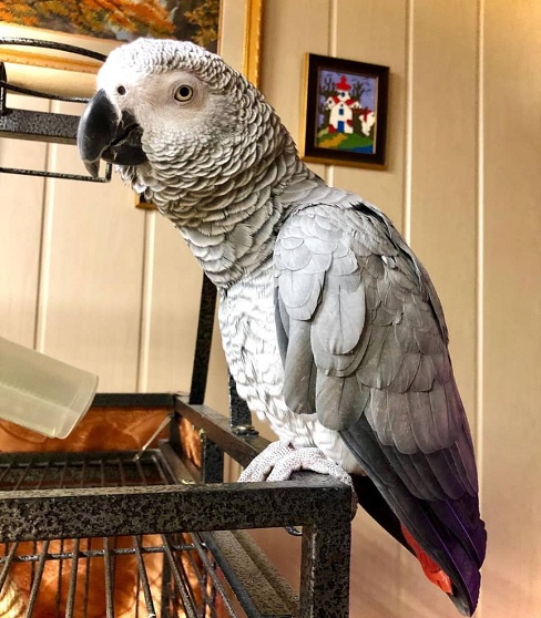 Cheap African Grey Parrots