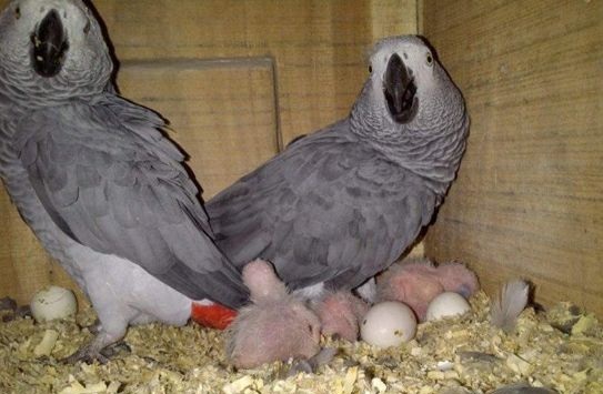 Fertile African Grey Parrot eggs