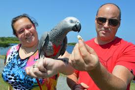 Parrots for sale in USA