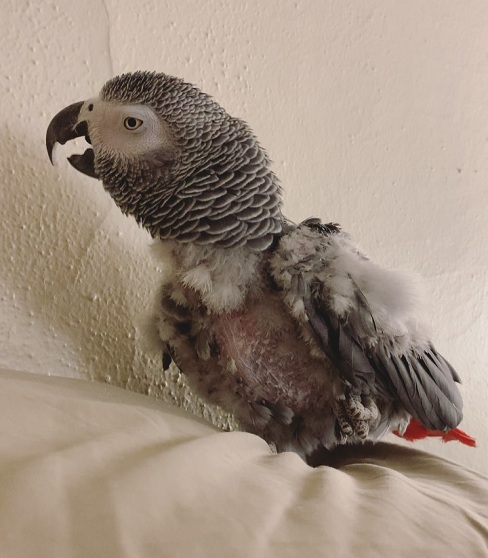 Cheap African Grey Parrots
