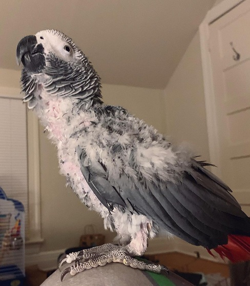 African Grey Macaw parrots for sale