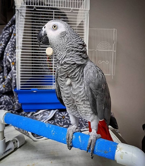 Cheap African Grey Parrots