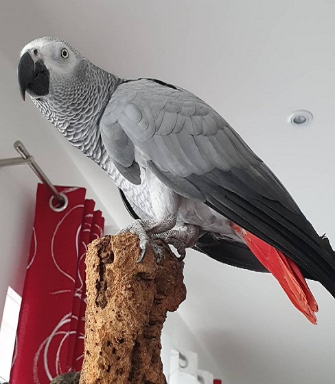 Cheap African Grey Parrots