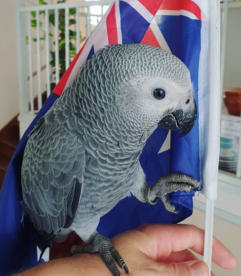 Cheap African Grey Parrots