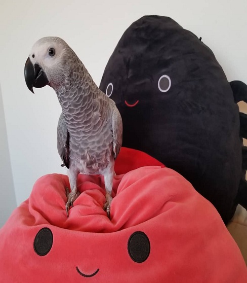 Cheap African Grey Parrots