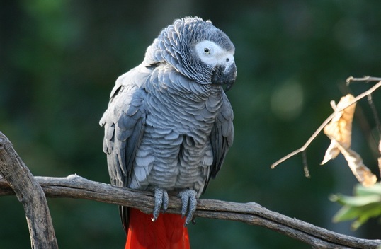 Parrots for sale in USA