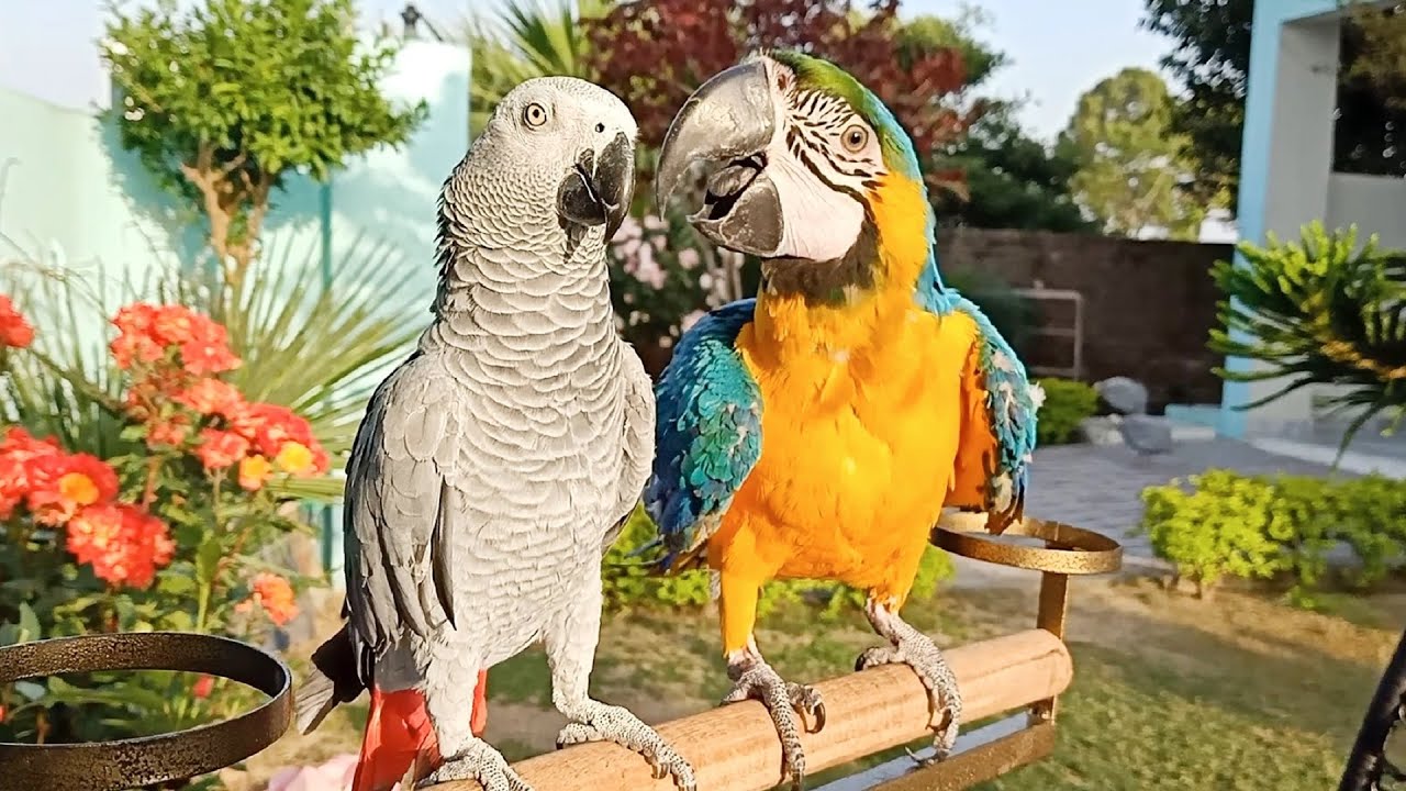 african grey macaw parrots