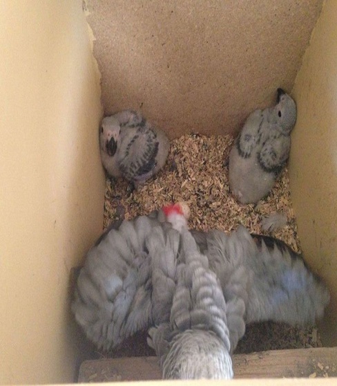 Cheap African Grey Parrots