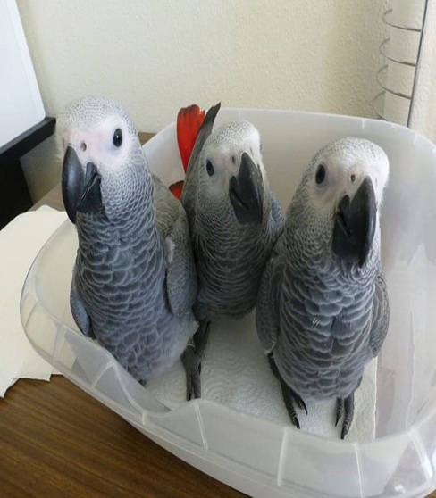 Cheap African Grey Parrots