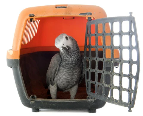 African Grey parrot delivery UK